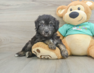 7 week old Mini Aussiedoodle Puppy For Sale - Florida Fur Babies