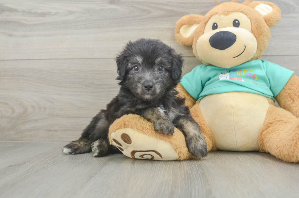 5 week old Mini Aussiedoodle Puppy For Sale - Florida Fur Babies
