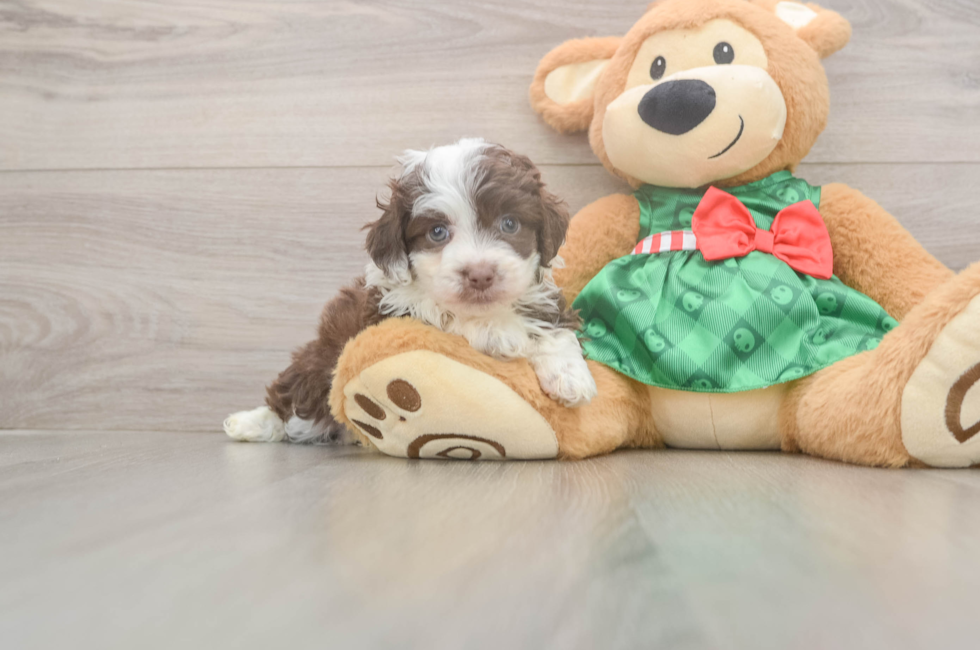 5 week old Mini Aussiedoodle Puppy For Sale - Florida Fur Babies