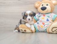 7 week old Mini Aussiedoodle Puppy For Sale - Florida Fur Babies