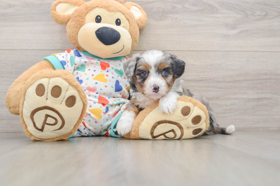 Playful Mini Aussiepoodle Poodle Mix Puppy