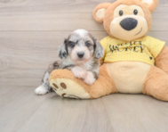 8 week old Mini Aussiedoodle Puppy For Sale - Florida Fur Babies