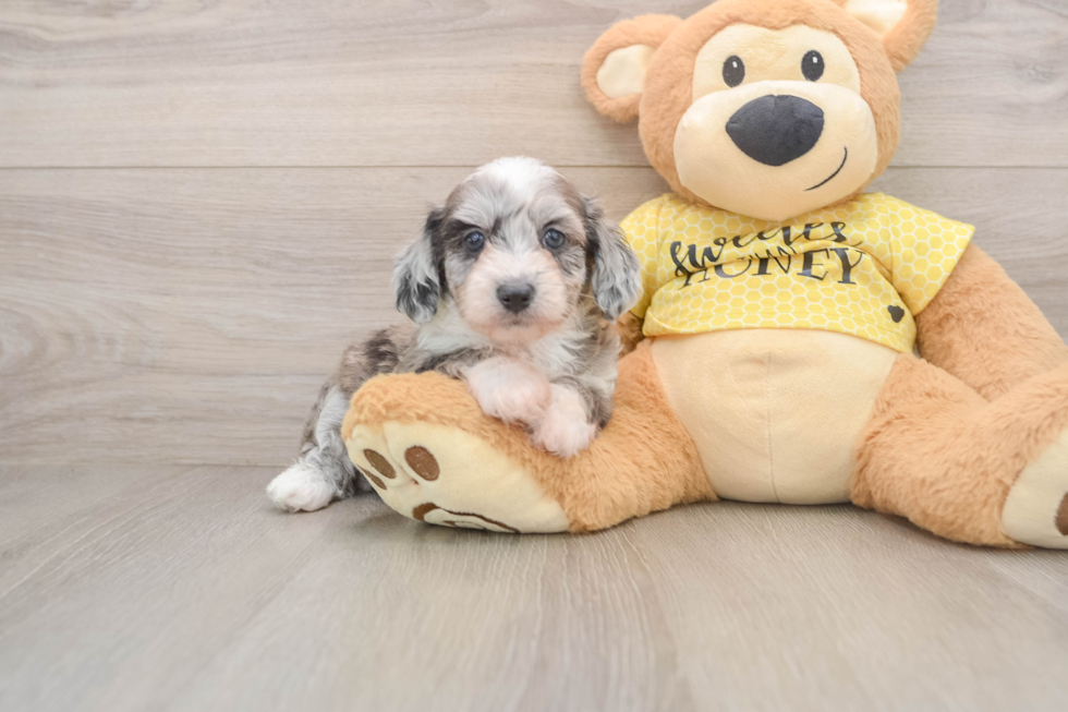 Little Aussiepoo Poodle Mix Puppy