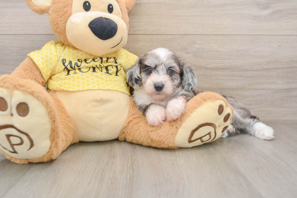 Petite Mini Aussiedoodle Poodle Mix Pup