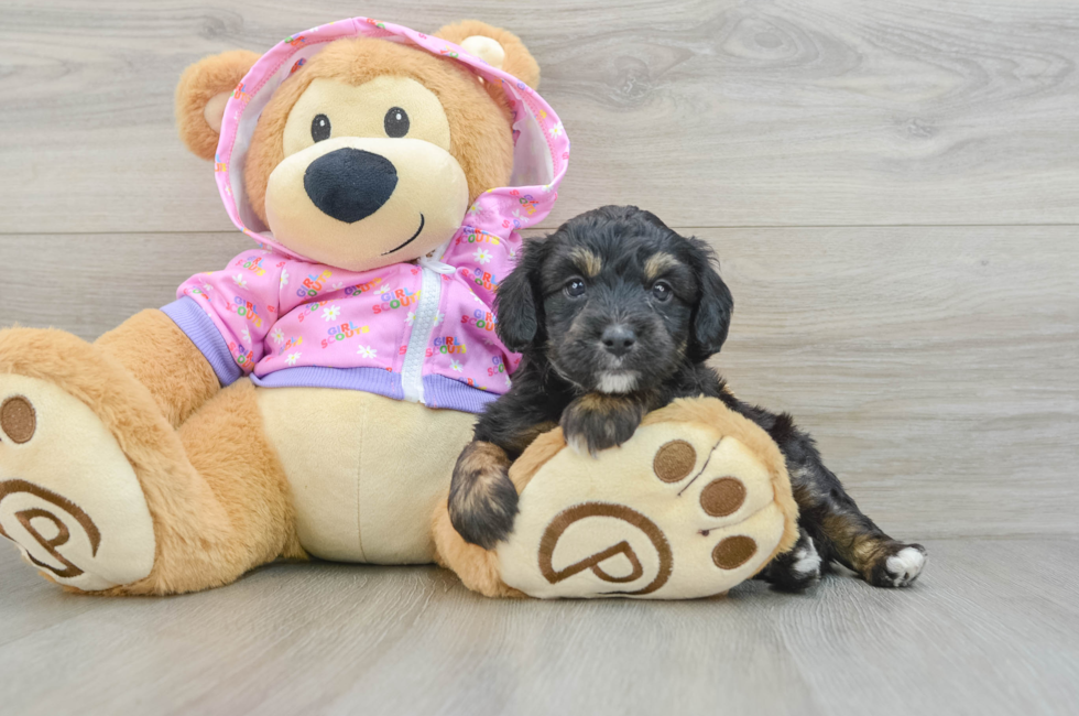 5 week old Mini Aussiedoodle Puppy For Sale - Florida Fur Babies