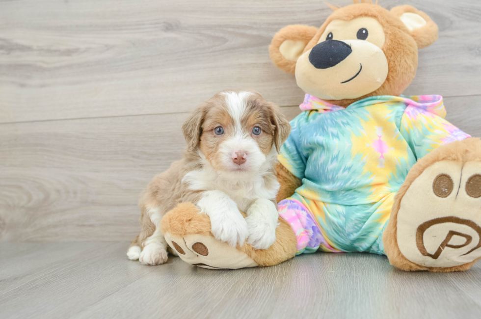 5 week old Mini Aussiedoodle Puppy For Sale - Florida Fur Babies