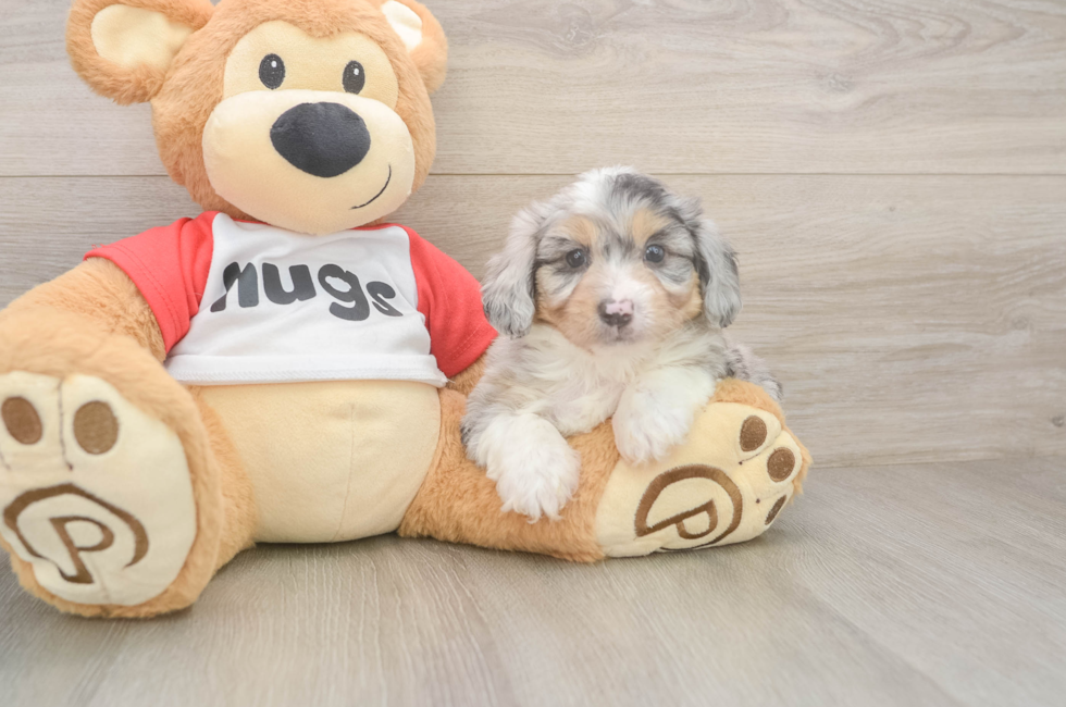 6 week old Mini Aussiedoodle Puppy For Sale - Florida Fur Babies