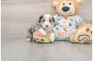 Petite Mini Aussiedoodle Poodle Mix Pup