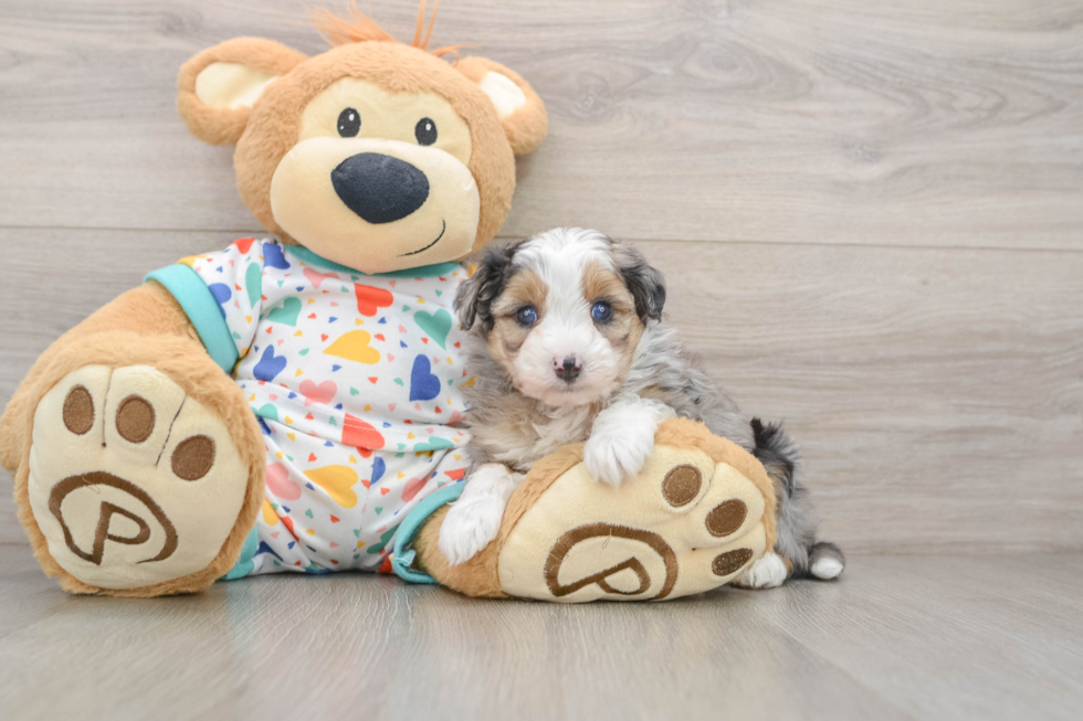 Small Mini Aussiedoodle Baby
