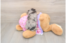 Mini Aussiedoodle Puppy for Adoption