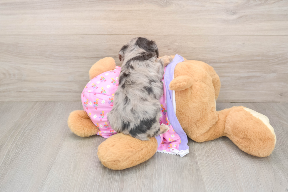 Mini Aussiedoodle Puppy for Adoption