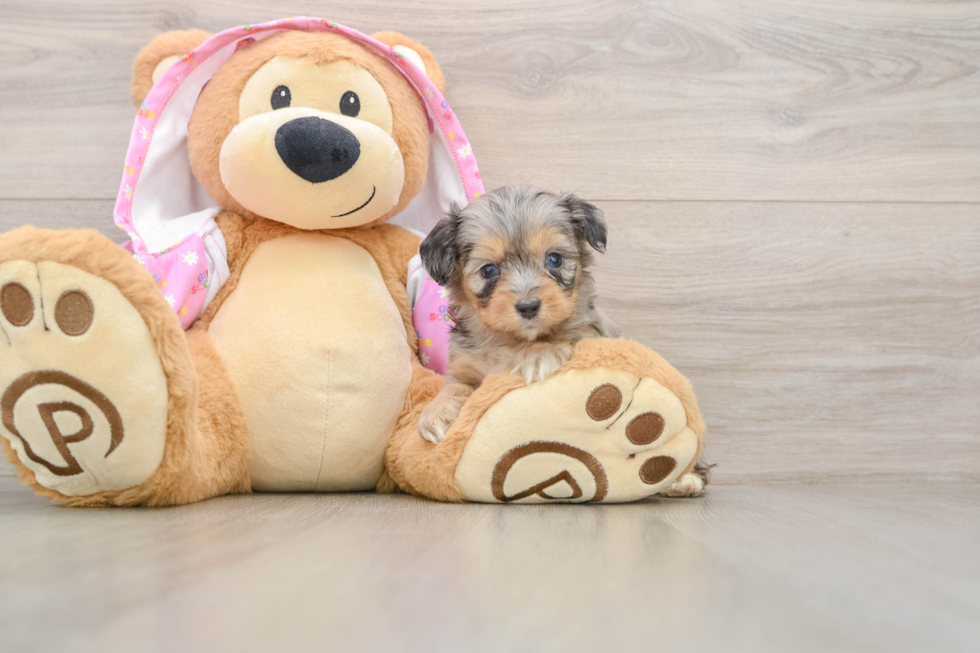 Little Mini Aussiepoo Poodle Mix Puppy