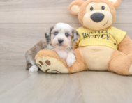 8 week old Mini Aussiedoodle Puppy For Sale - Florida Fur Babies