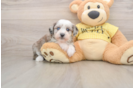Mini Aussiedoodle Puppy for Adoption