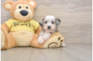 Cute Mini Aussiedoodle Baby