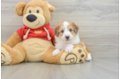 Smart Mini Aussiedoodle Poodle Mix Pup