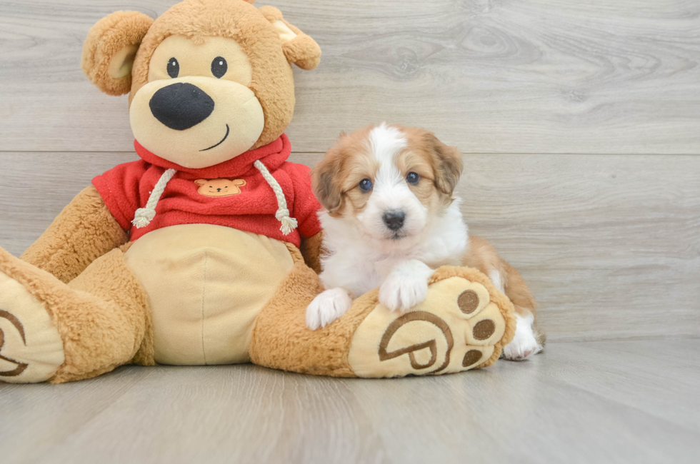 7 week old Mini Aussiedoodle Puppy For Sale - Florida Fur Babies