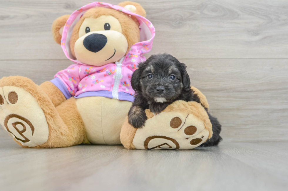 5 week old Mini Aussiedoodle Puppy For Sale - Florida Fur Babies