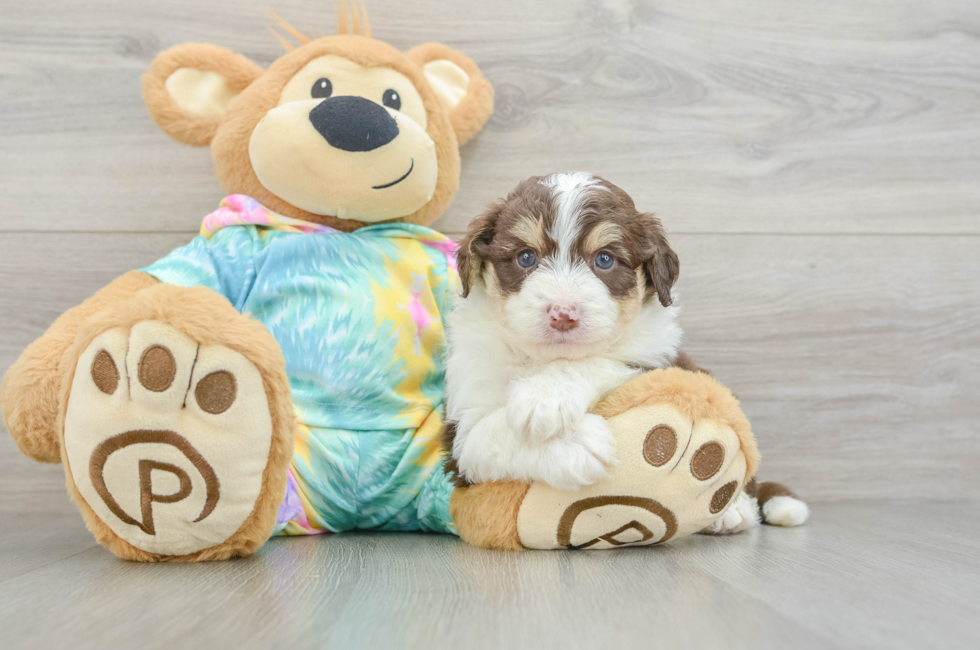 5 week old Mini Aussiedoodle Puppy For Sale - Florida Fur Babies