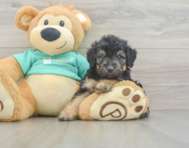 7 week old Mini Aussiedoodle Puppy For Sale - Florida Fur Babies