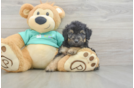 Cute Mini Aussiedoodle Baby