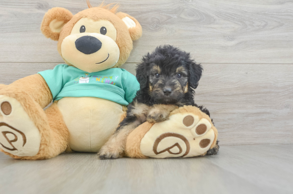 5 week old Mini Aussiedoodle Puppy For Sale - Florida Fur Babies
