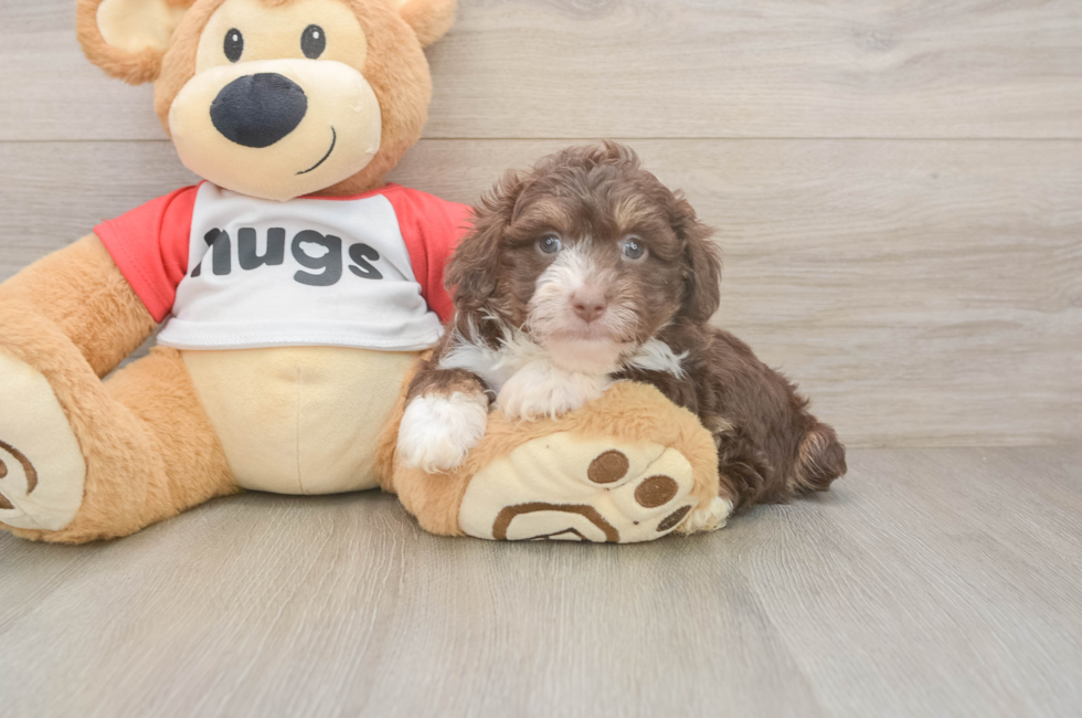 6 week old Mini Aussiedoodle Puppy For Sale - Florida Fur Babies