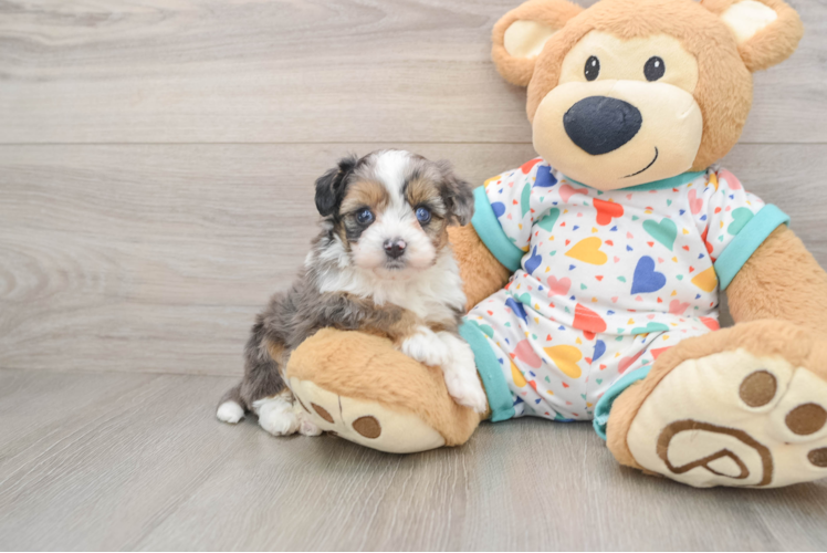 Petite Mini Aussiedoodle Poodle Mix Pup