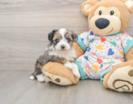 7 week old Mini Aussiedoodle Puppy For Sale - Florida Fur Babies