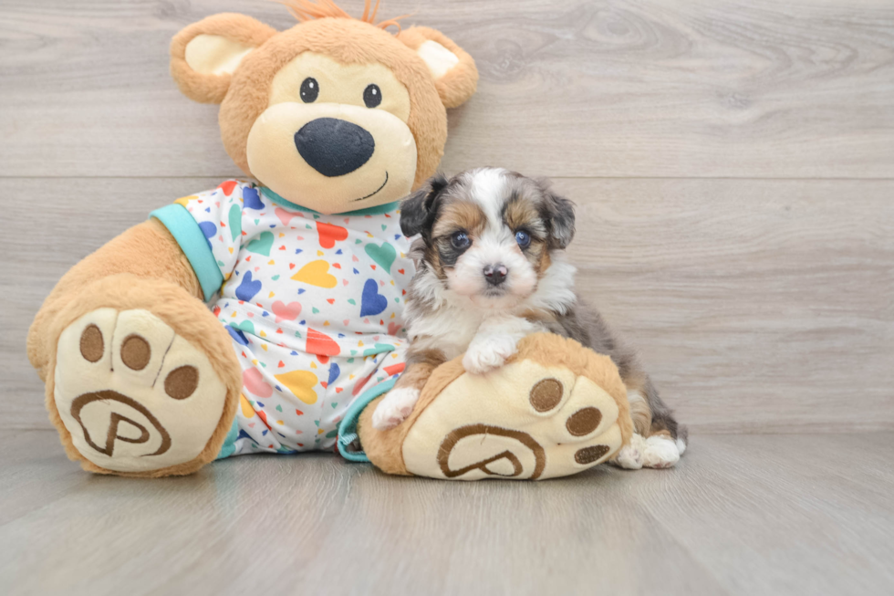 Best Mini Aussiedoodle Baby