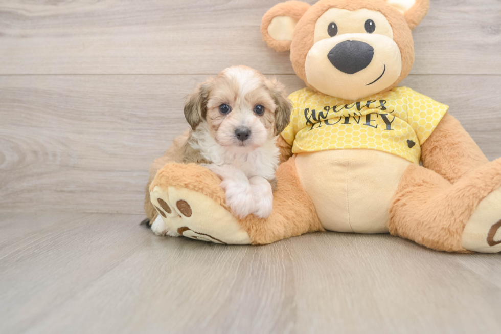 Mini Aussiedoodle Pup Being Cute