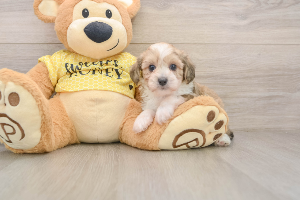 Mini Aussiedoodle Puppy for Adoption