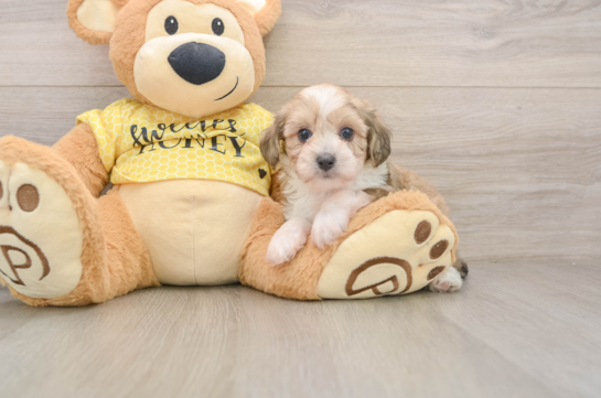 Mini Aussiedoodle Puppy for Adoption