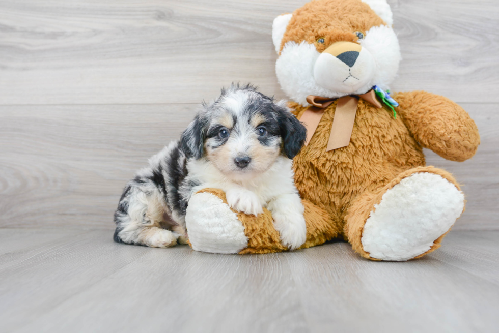 Funny Mini Aussiedoodle Poodle Mix Pup