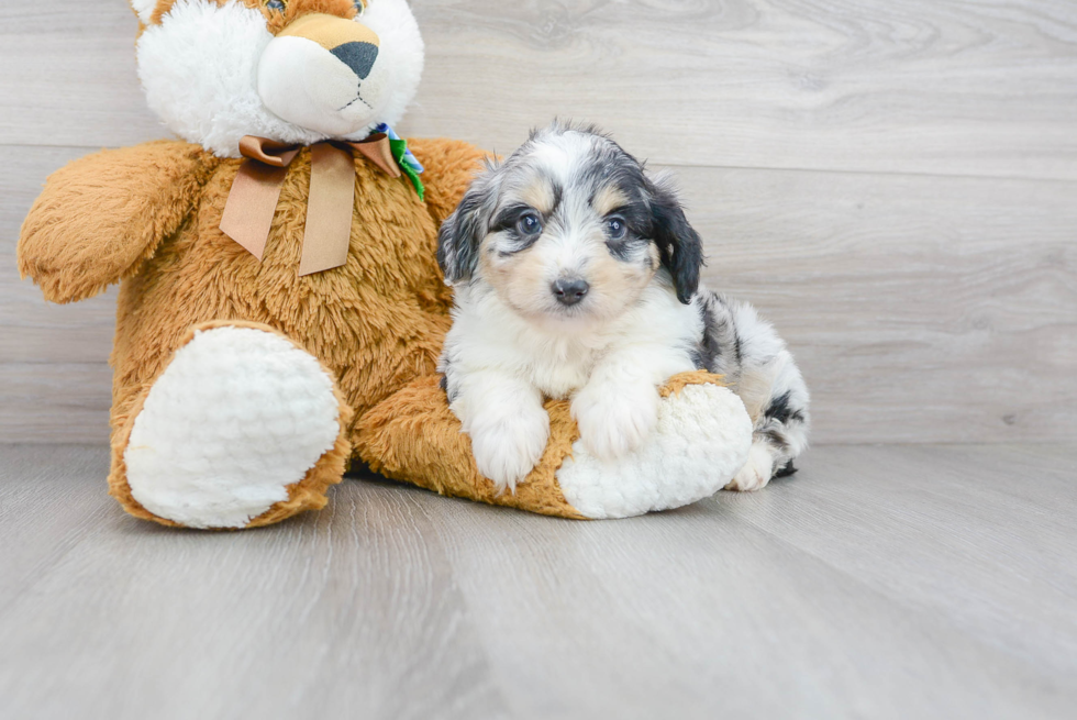 Happy Mini Aussiedoodle Baby