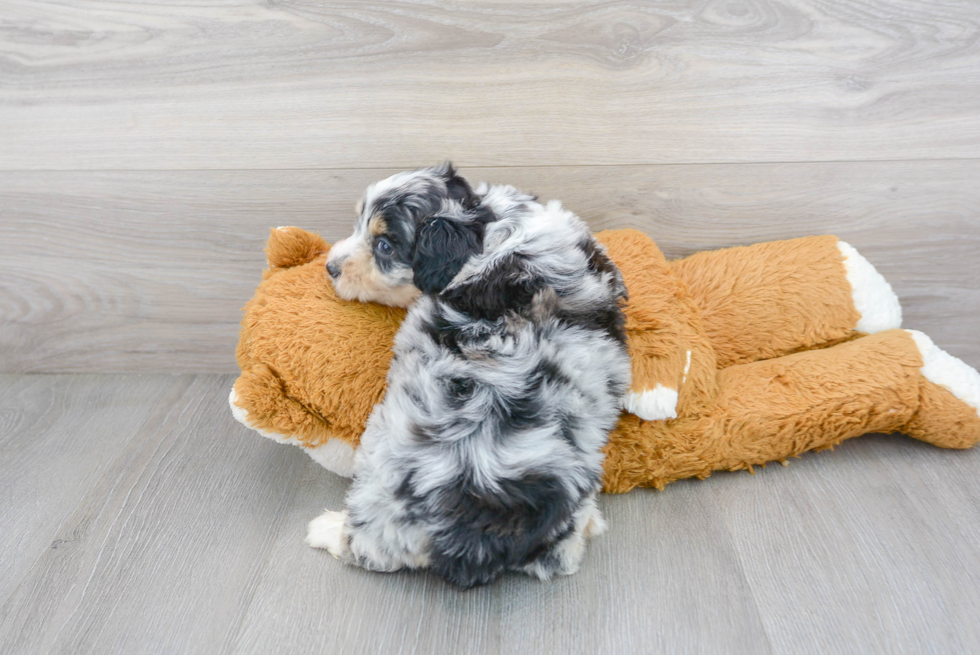 Mini Aussiedoodle Puppy for Adoption