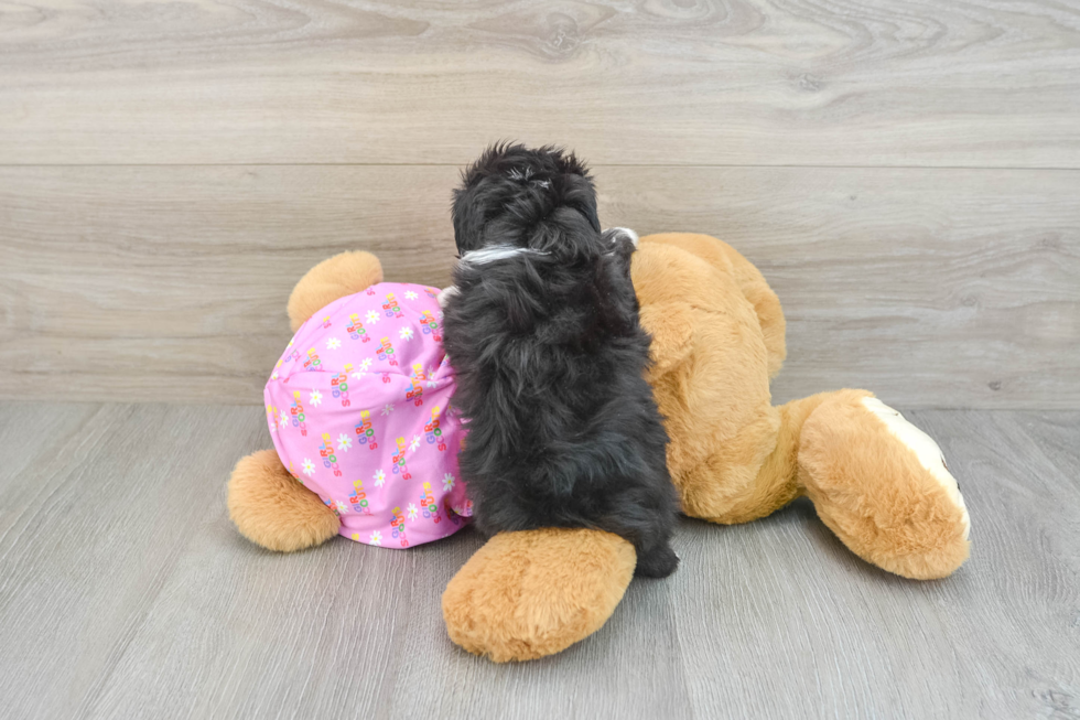 Mini Aussiedoodle Pup Being Cute