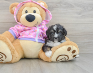 8 week old Mini Aussiedoodle Puppy For Sale - Florida Fur Babies