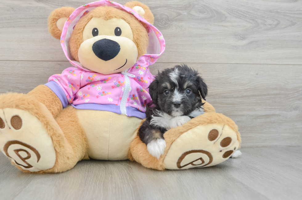 5 week old Mini Aussiedoodle Puppy For Sale - Florida Fur Babies