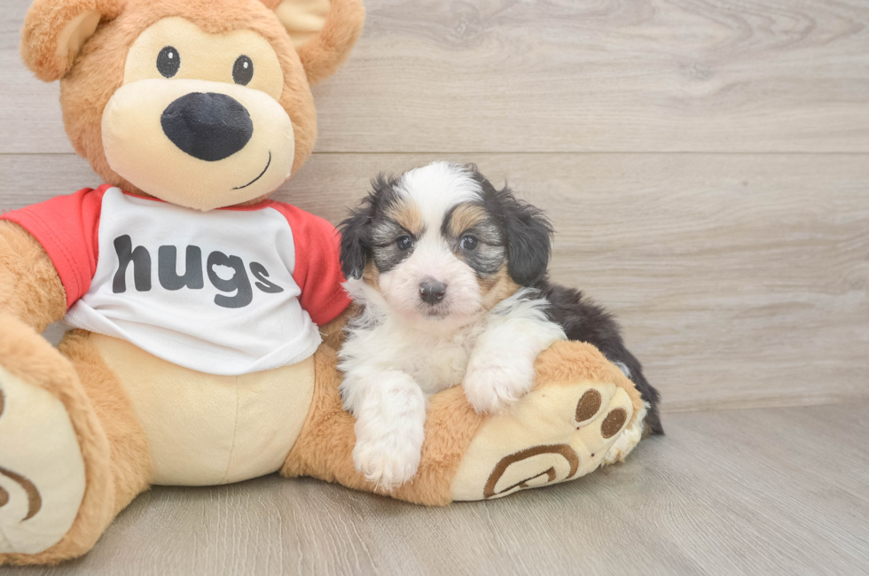 6 week old Mini Aussiedoodle Puppy For Sale - Florida Fur Babies