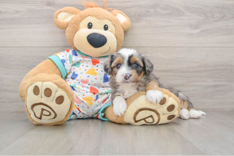 Mini Aussiedoodle Pup Being Cute