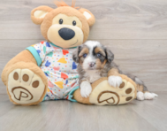 7 week old Mini Aussiedoodle Puppy For Sale - Florida Fur Babies