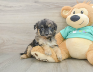 7 week old Mini Aussiedoodle Puppy For Sale - Florida Fur Babies