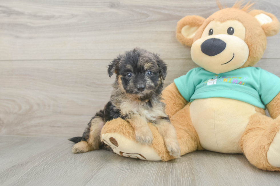 5 week old Mini Aussiedoodle Puppy For Sale - Florida Fur Babies
