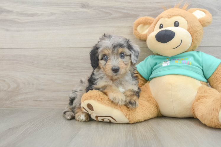 Mini Aussiedoodle Puppy for Adoption