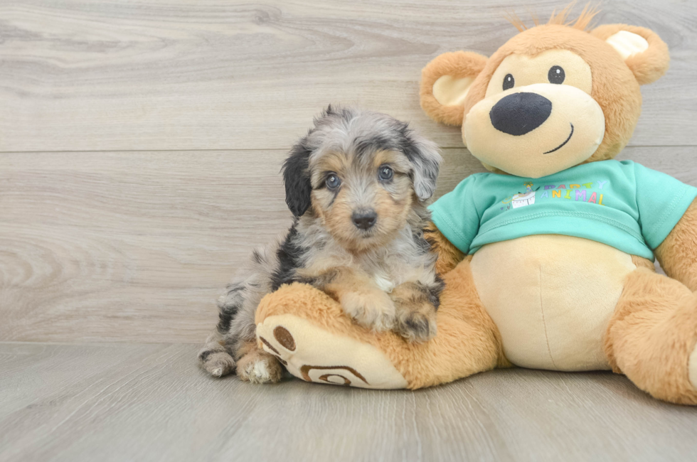 5 week old Mini Aussiedoodle Puppy For Sale - Florida Fur Babies