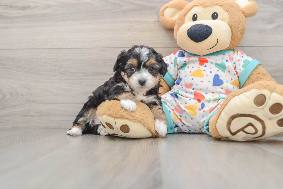 Energetic Aussie Poo Poodle Mix Puppy