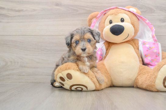 Playful Mini Aussiepoodle Poodle Mix Puppy