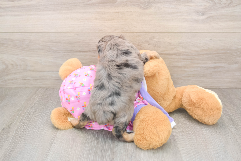 Mini Aussiedoodle Puppy for Adoption