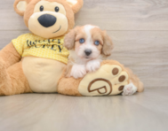 8 week old Mini Aussiedoodle Puppy For Sale - Florida Fur Babies